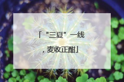 “三夏”一线，麦收正酣