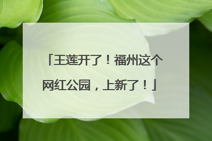 王莲开了！福州这个网红公园，上新了！