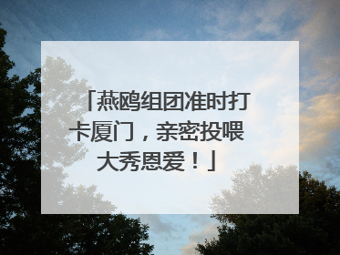 燕鸥组团准时打卡厦门，亲密投喂大秀恩爱！