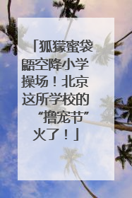 狐獴蜜袋鼯空降小学操场！北京这所学校的“撸宠节”火了！