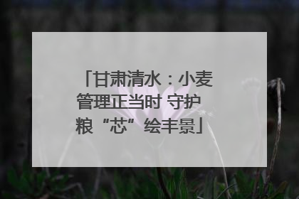 甘肃清水：小麦管理正当时 守护粮“芯”绘丰景