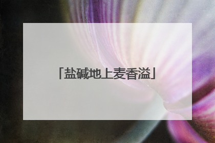 盐碱地上麦香溢