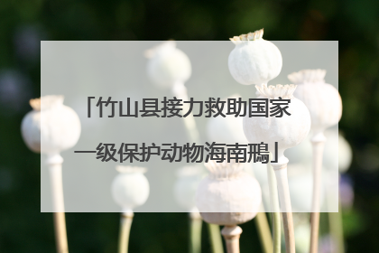 竹山县接力救助国家一级保护动物海南鳽