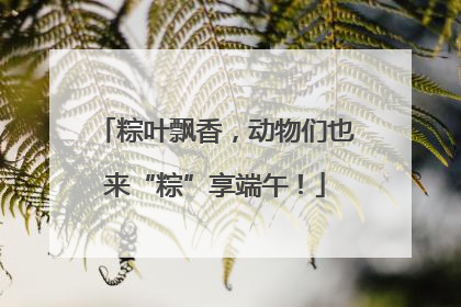 粽叶飘香，动物们也来“粽”享端午！