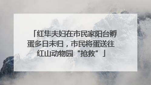红隼夫妇在市民家阳台孵蛋多日未归，市民将蛋送往红山动物园“抢救”