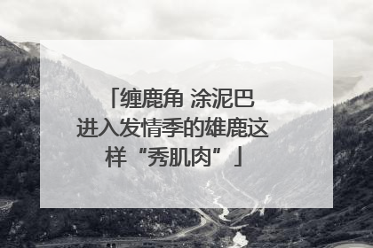 缠鹿角 涂泥巴 进入发情季的雄鹿这样“秀肌肉”