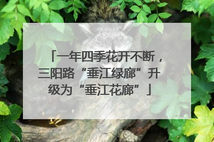 一年四季花开不断，三阳路“垂江绿廊”升级为“垂江花廊”