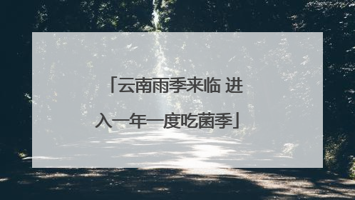 云南雨季来临 进入一年一度吃菌季