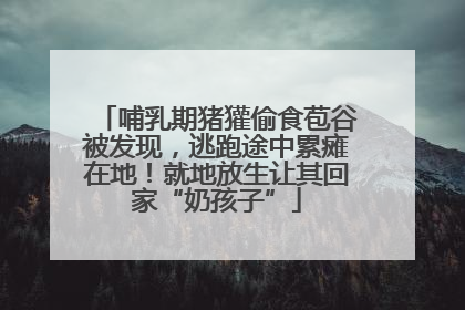 哺乳期猪獾偷食苞谷被发现，逃跑途中累瘫在地！就地放生让其回家“奶孩子”