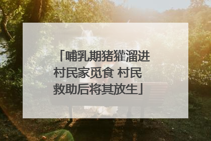 哺乳期猪獾溜进村民家觅食 村民救助后将其放生
