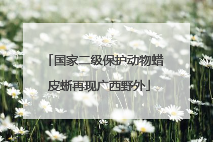 国家二级保护动物蜡皮蜥再现广西野外
