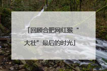 回顾合肥网红猴“大壮”最后的时光