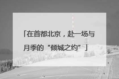 在首都北京，赴一场与月季的“倾城之约”
