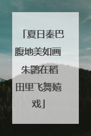 夏日秦巴腹地美如画 朱鹮在稻田里飞舞嬉戏