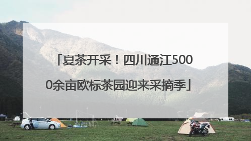 夏茶开采！四川通江5000余亩欧标茶园迎来采摘季