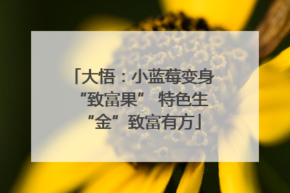 大悟：小蓝莓变身“致富果” 特色生“金”致富有方