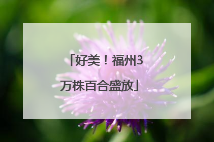 好美！福州3万株百合盛放