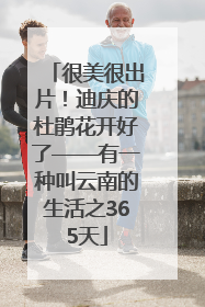 很美很出片！迪庆的杜鹃花开好了——有一种叫云南的生活之365天