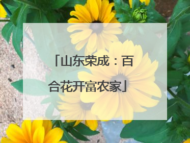 山东荣成：百合花开富农家