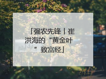 强农先锋丨崔洪海的“黄金叶”致富经