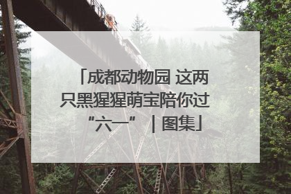成都动物园 这两只黑猩猩萌宝陪你过“六一”｜图集