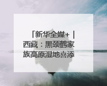 新华全媒+｜西藏：黑颈鹤家族高原湿地喜添“萌宝”