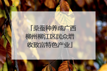 桑蚕种养成广西柳州柳江区民众增收致富特色产业