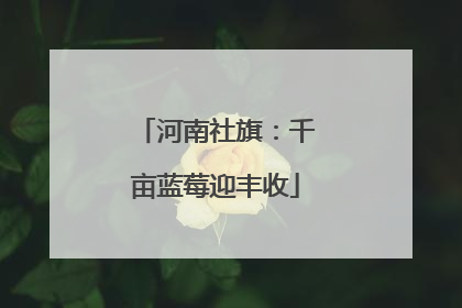 河南社旗：千亩蓝莓迎丰收