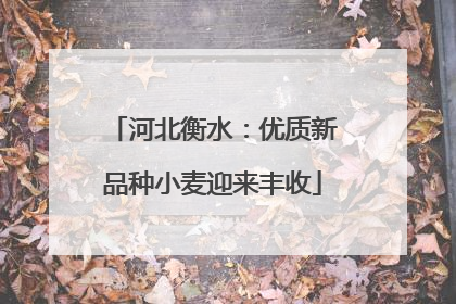 河北衡水：优质新品种小麦迎来丰收