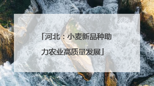 河北：小麦新品种助力农业高质量发展