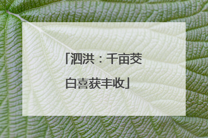 泗洪：千亩茭白喜获丰收