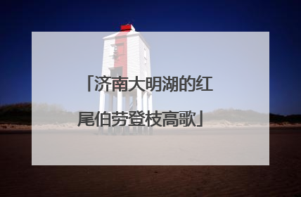 济南大明湖的红尾伯劳登枝高歌