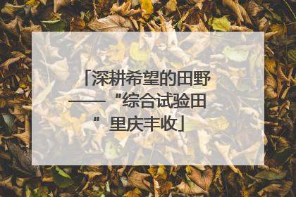 深耕希望的田野——“综合试验田”里庆丰收