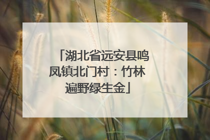 湖北省远安县鸣凤镇北门村：竹林遍野绿生金