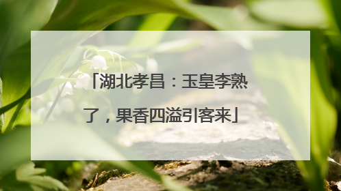 湖北孝昌：玉皇李熟了，果香四溢引客来