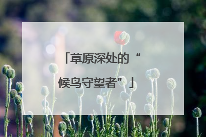 草原深处的“候鸟守望者”