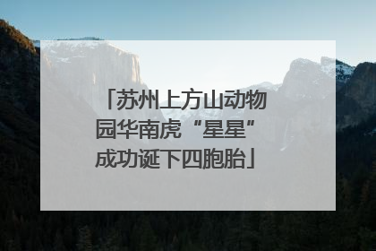 苏州上方山动物园华南虎“星星”成功诞下四胞胎