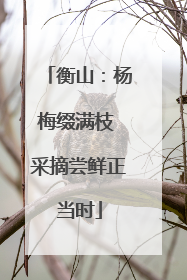 衡山：杨梅缀满枝 采摘尝鲜正当时