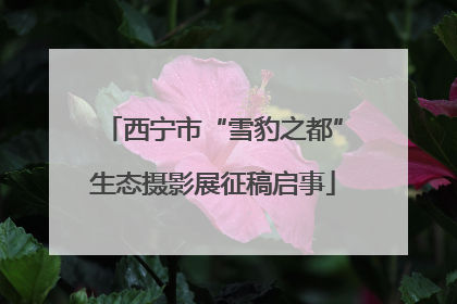 西宁市“雪豹之都”生态摄影展征稿启事