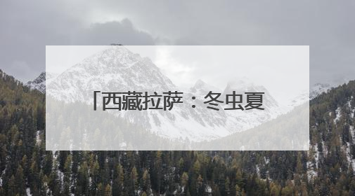 西藏拉萨：冬虫夏草市场交易火爆