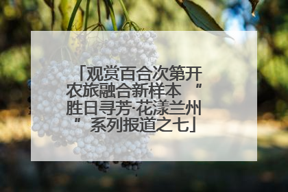 观赏百合次第开 农旅融合新样本 “胜日寻芳·花漾兰州”系列报道之七
