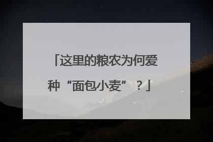 这里的粮农为何爱种“面包小麦”？