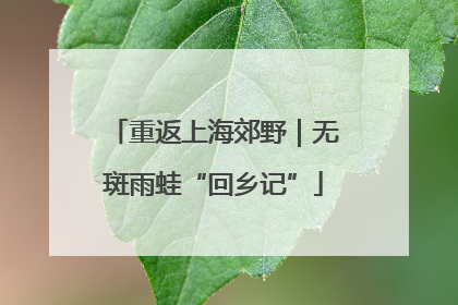 重返上海郊野｜无斑雨蛙“回乡记”