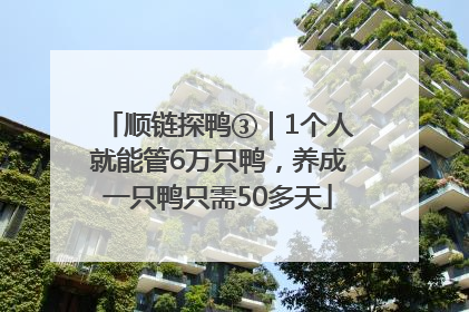 顺链探鸭③｜1个人就能管6万只鸭，养成一只鸭只需50多天