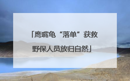 鹰嘴龟“落单”获救 野保人员放归自然